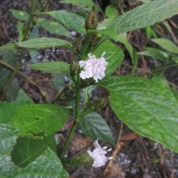 Strobilanthes thwaitesii T.Anderson